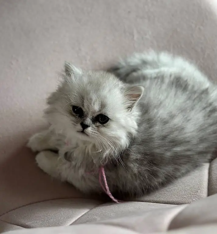 Perser Chinchilla Katerli mit Näsli