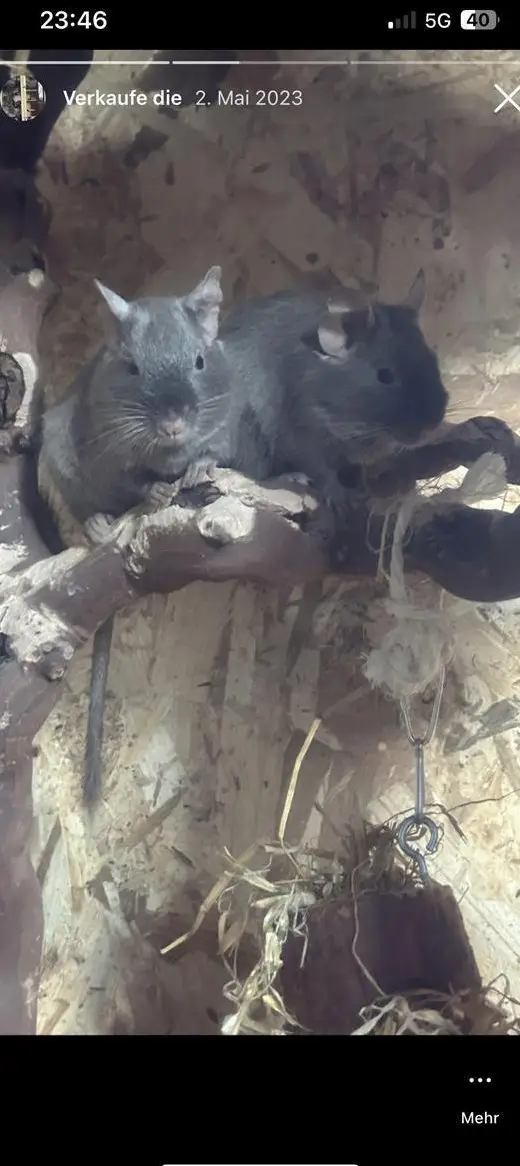 3 Degus mit Käfig und Zubehör zu verkaufen