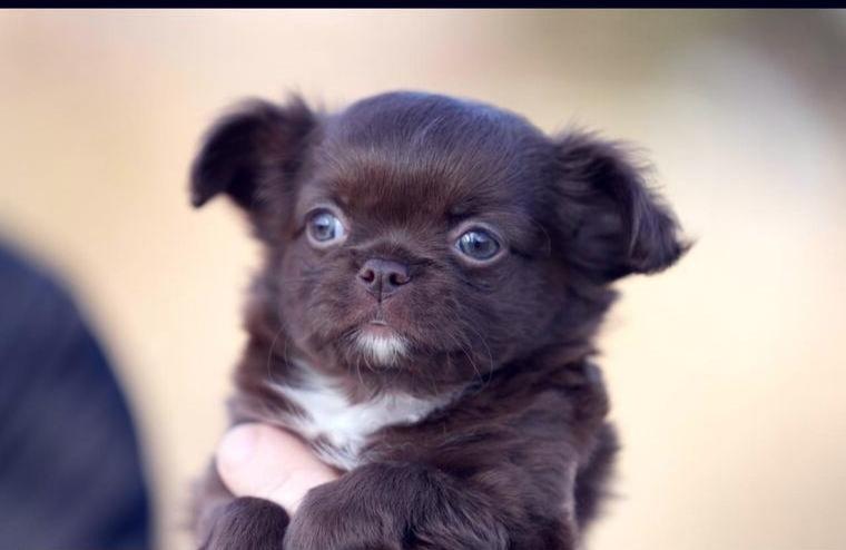 Traumhafter Rüde in Darkschoko mit Ahnentafel