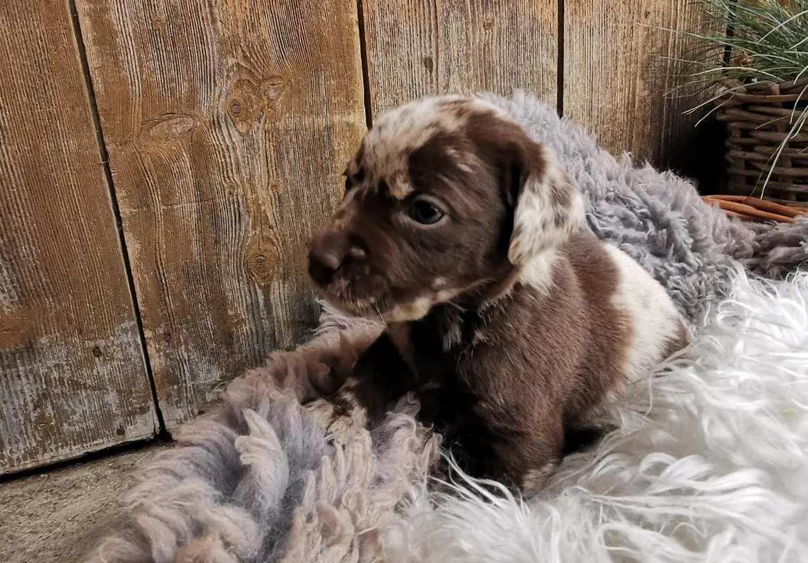 Reinrassige Labrador Welpen zu verkaufen