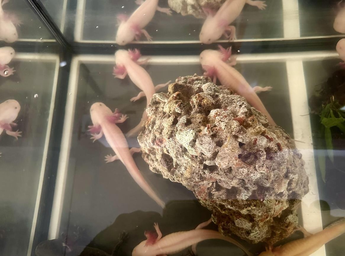 Axolotl, Ambystoma mexicanum, verschiedene Farben