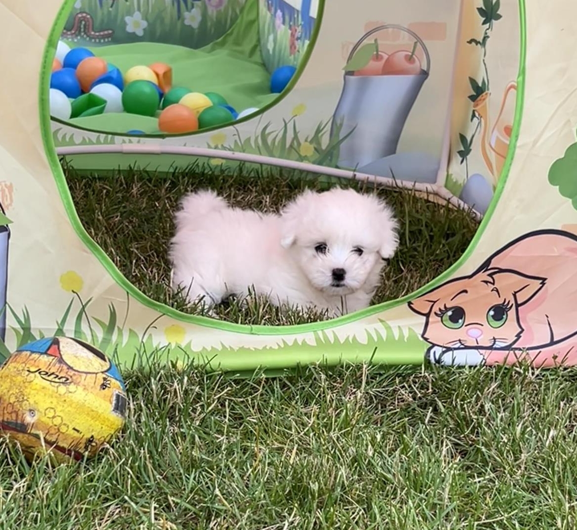 Coton de Tuléar Welpe, Hündin, VDH/FCI