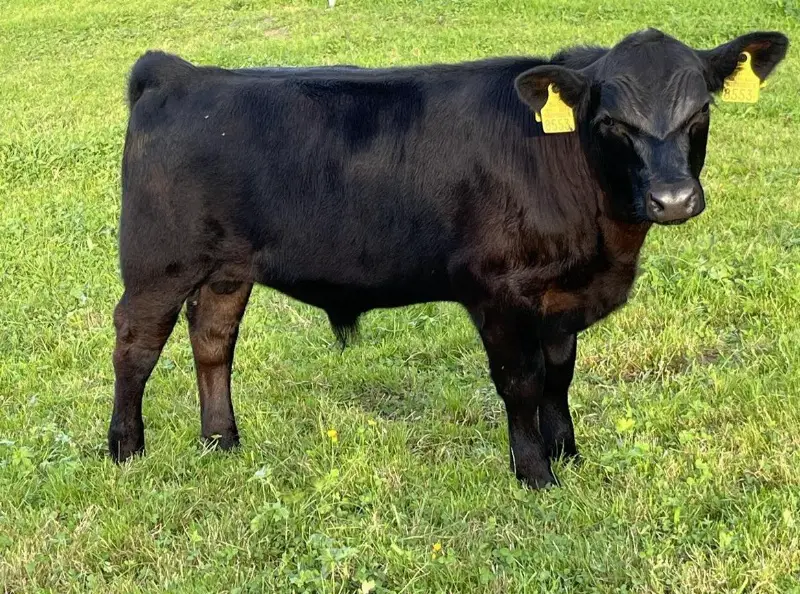 Lowline Stier, reinrassig zu verkaufen
