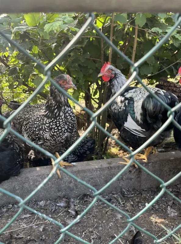 Lieber Barnevelder Junghahn sucht Hühner