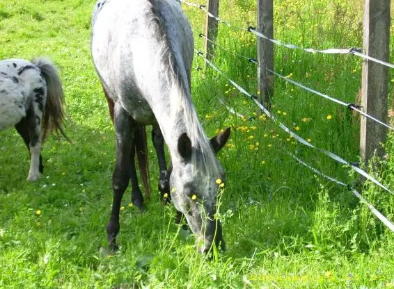 Mimi, 22-jährige Appaloosa-Mix Stute sucht Menschen