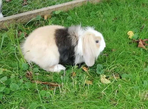 Biete Zwergwidder Rammler zum Decken gesunder Zwergkaninchen