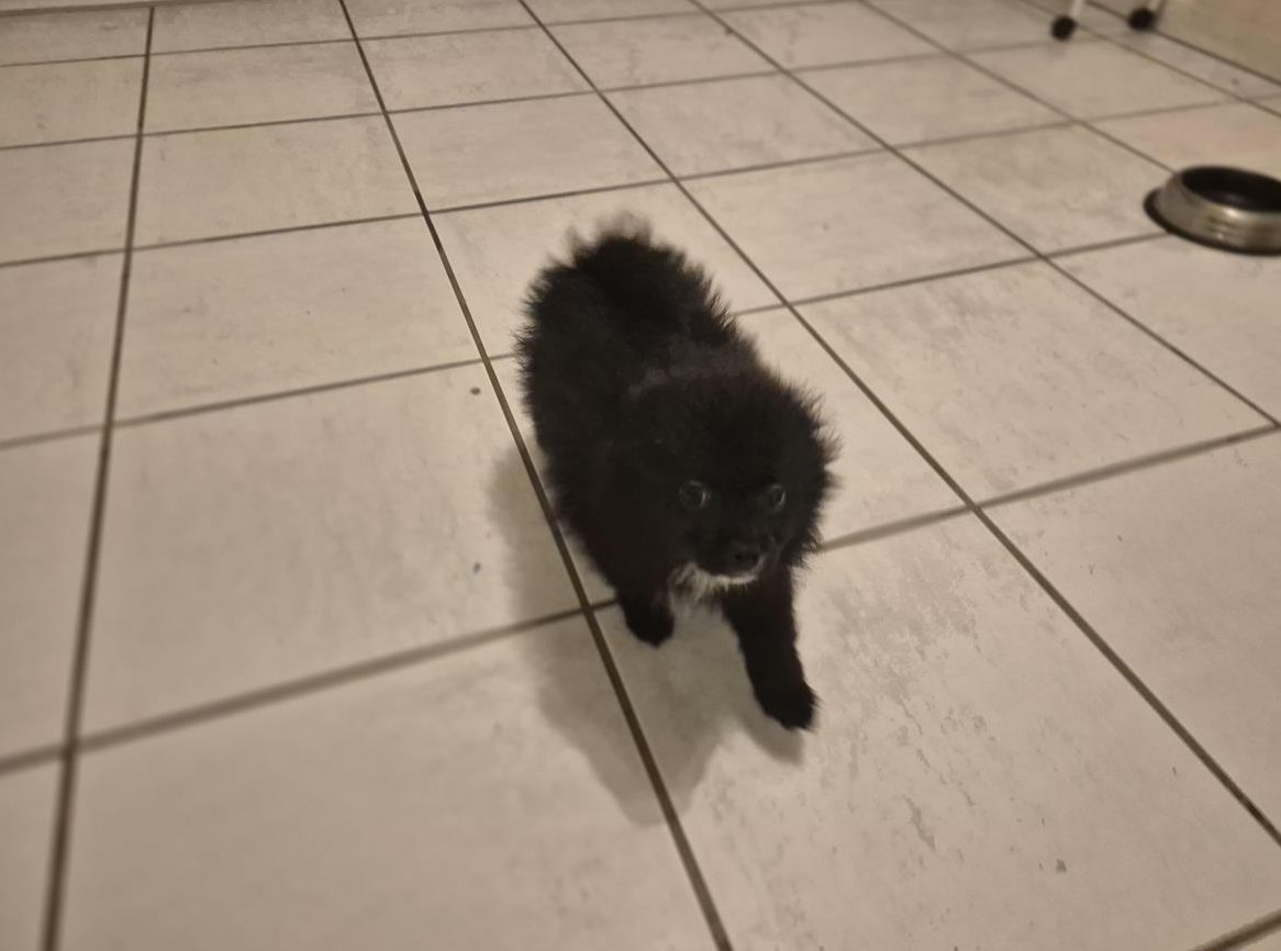 Zwergspitz Welpen, Rüde zu verkaufen