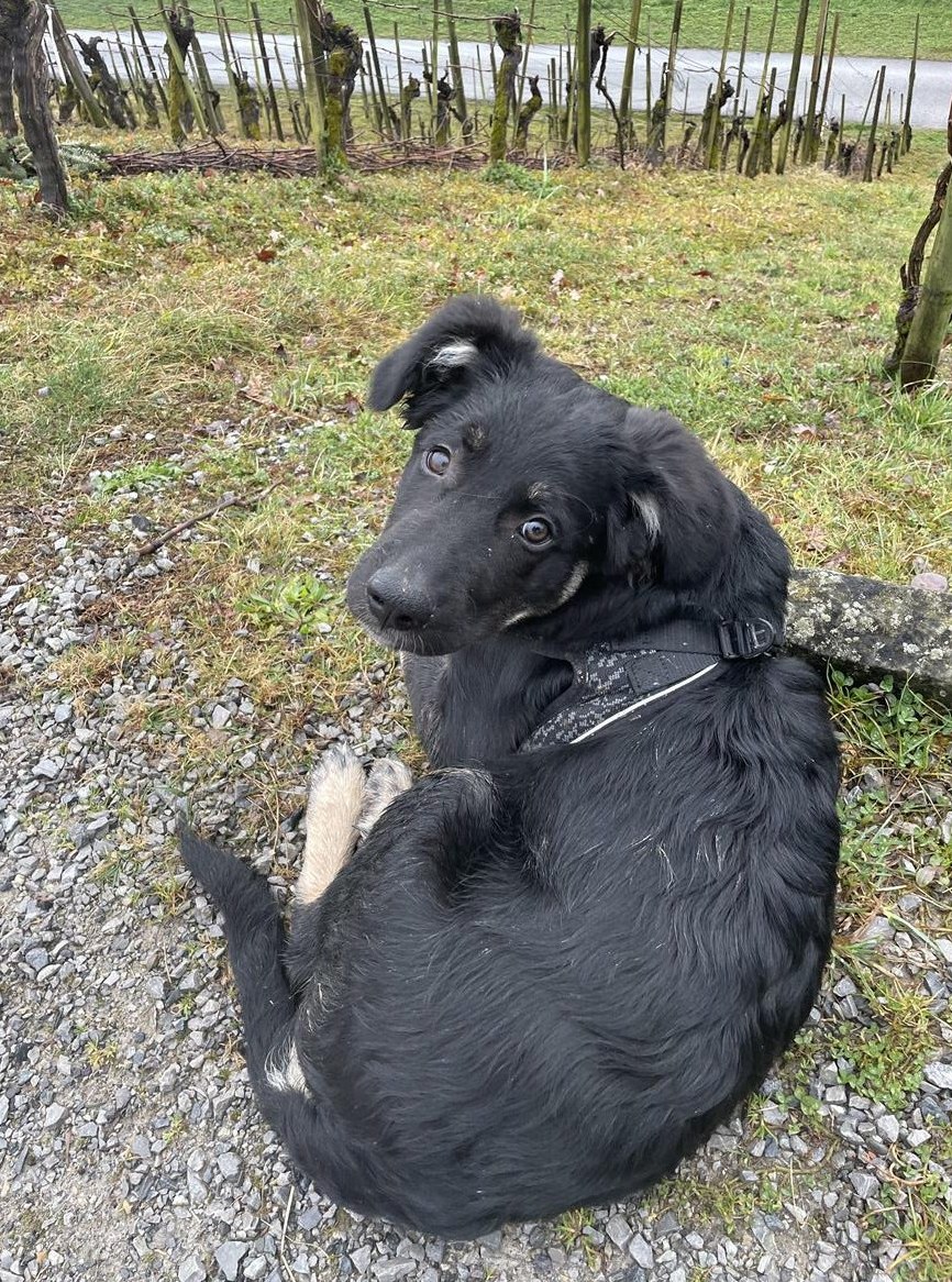 Hirtenhund Mischlingswelpe sucht neues Zuhause