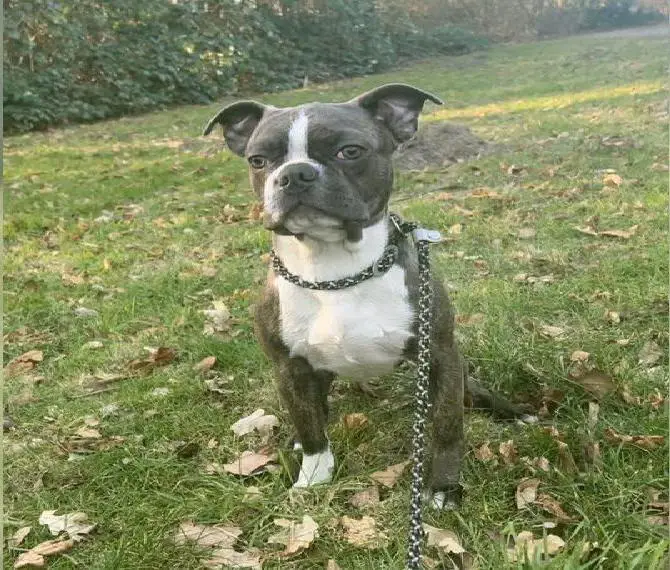 Boston Terrier in Blue & Champagne