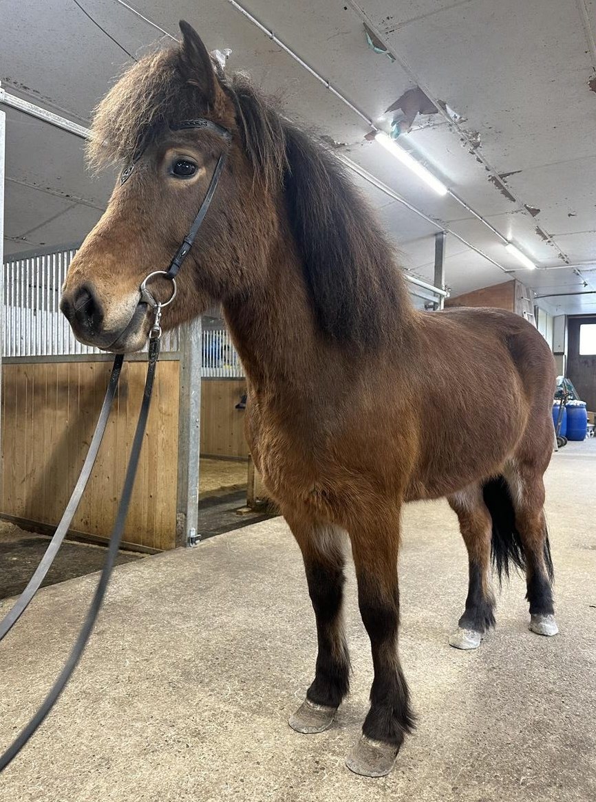 Isländer Stute Dauertölterin sucht ihr Zuhause