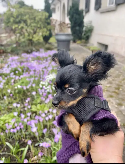  Russkiy Toy MINI Mädchen