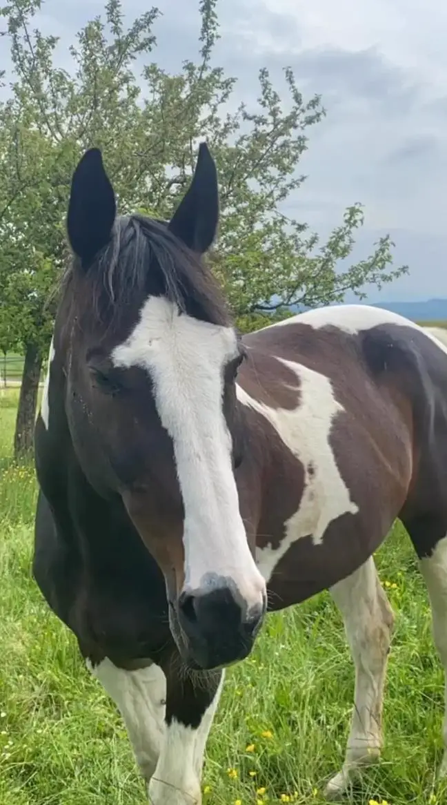 Warmblut Wallach, Traumschecke zu verkaufen