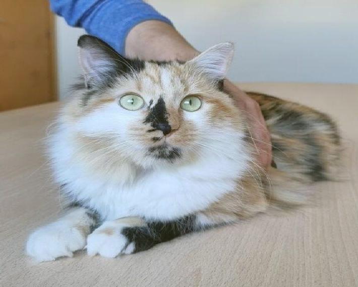 Nofretete - eine richtige Schmusebacke - wartet auf eine nette Familie