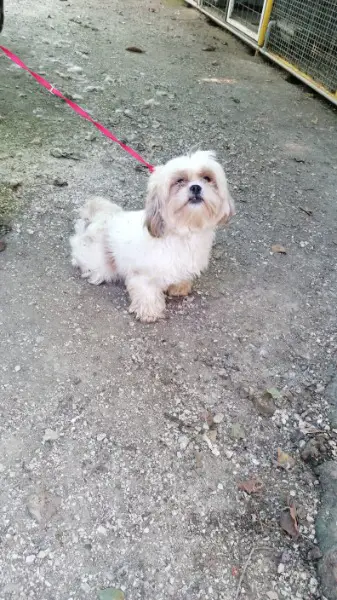 Shih Tzu Weibchen im Canile Lager