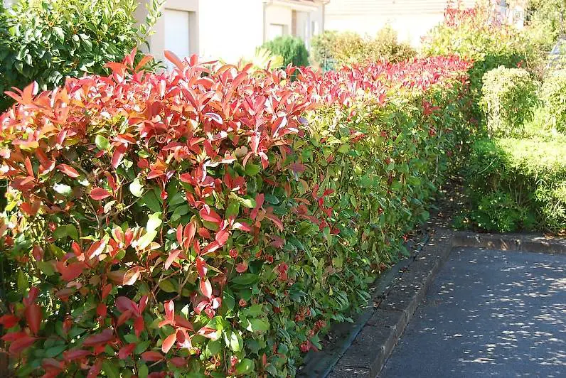 Photinia serrulata Red Robin - Glanzmispel, Heckenpflanze