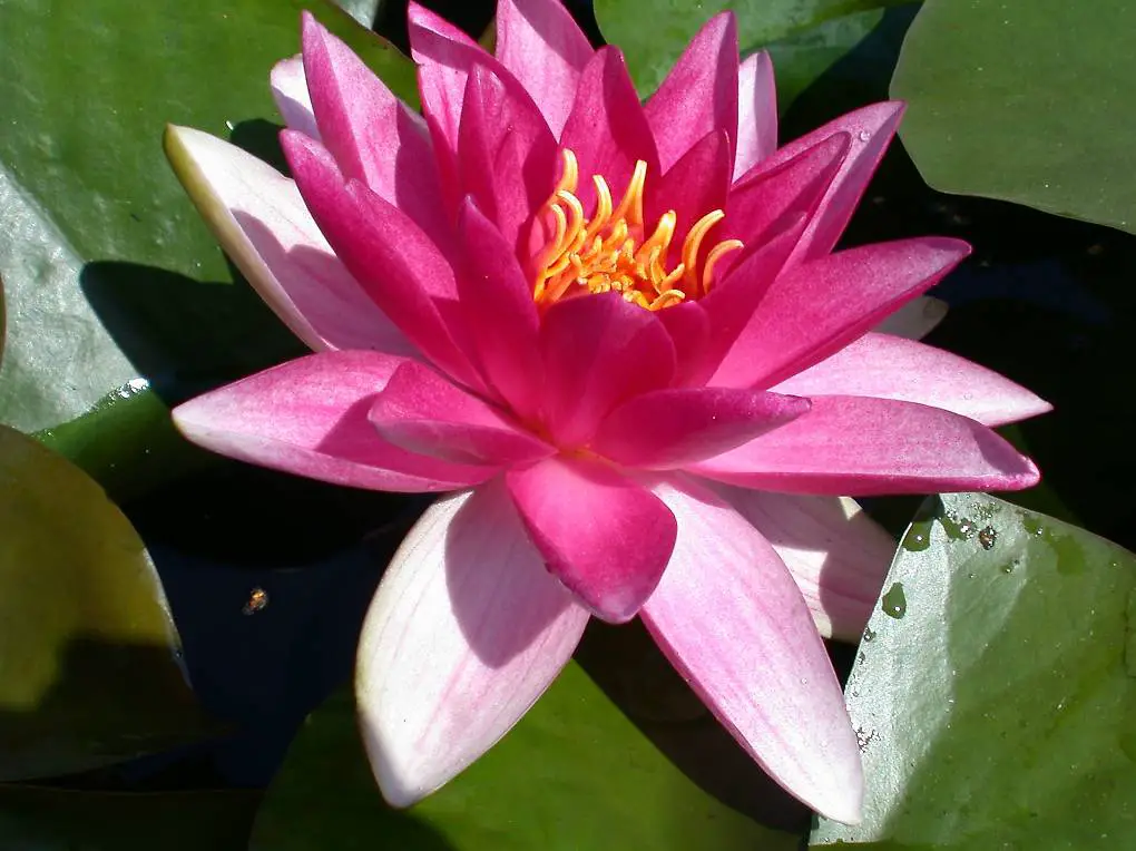 Seerose Teichpflanze Nymphaea "Conqueror"