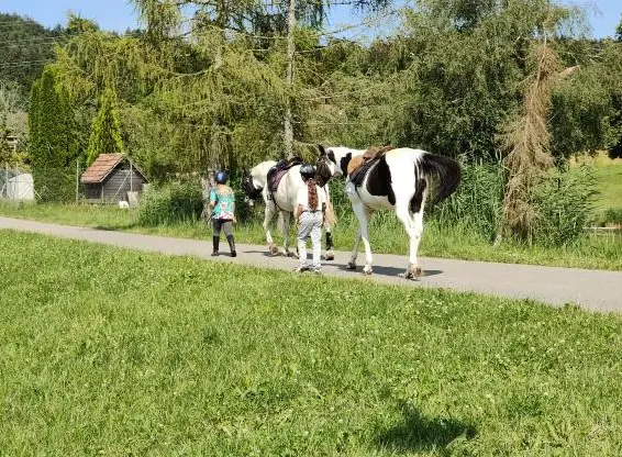 Praktikum Pferdepflege, evtl. Lehrstelle Pferdefachfrau/mann EFZ