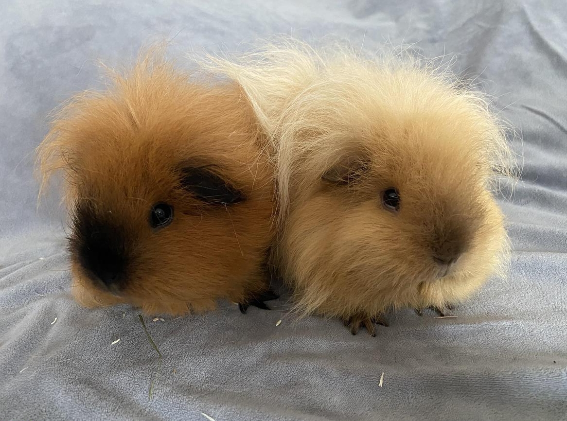 Wunderschöne CH-Teddy Meerschweinchen suchen liebes Zuhause