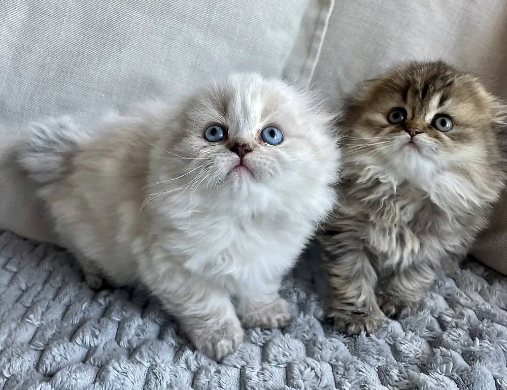 Cuccioli Scottish Fold