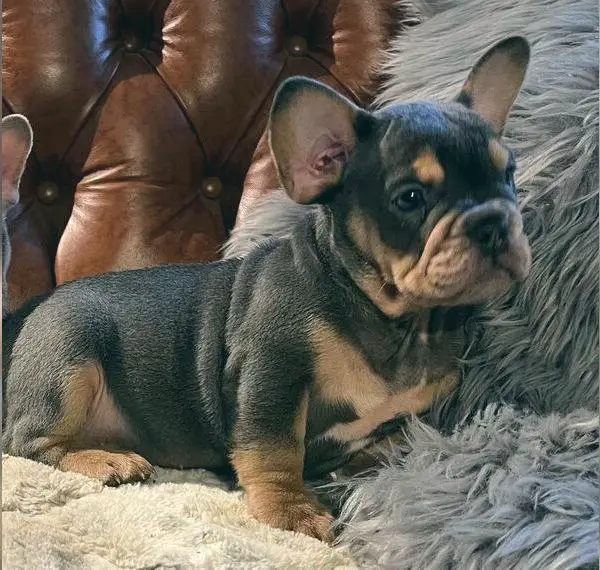 Französisch Bulldog Welpen zuverk.