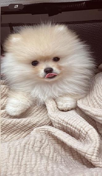 Pomeranian - Boo Welpen