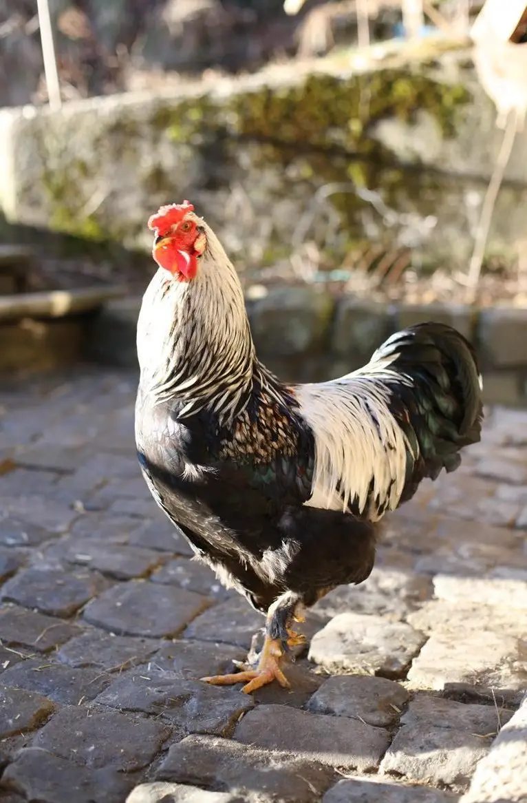 2 Junghähne Brahma Mischlinge suchen Lebensplatz