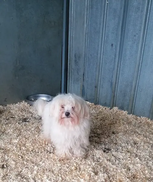 Brando, reinrassiger Malteser Ruede im Canile