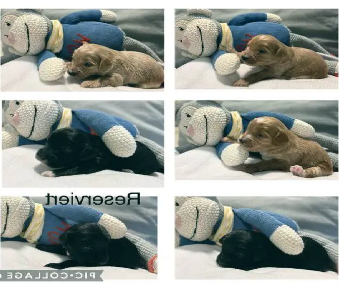 Havapoo ähnlich wie maltipoo