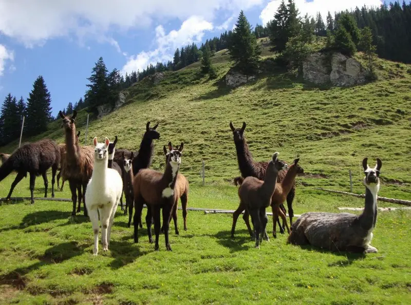 Lamas Typ Classic zu verkaufen