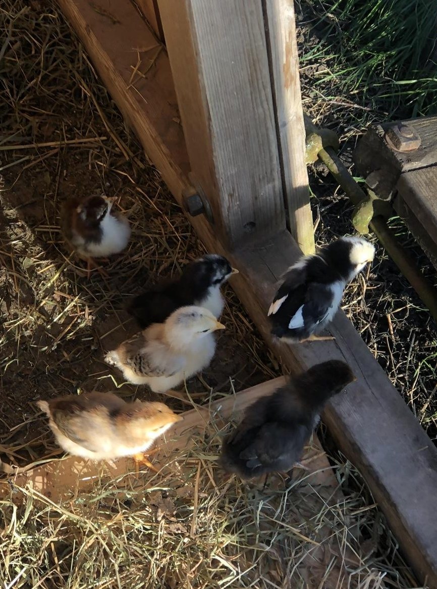 4 Küken aus Naturbrut