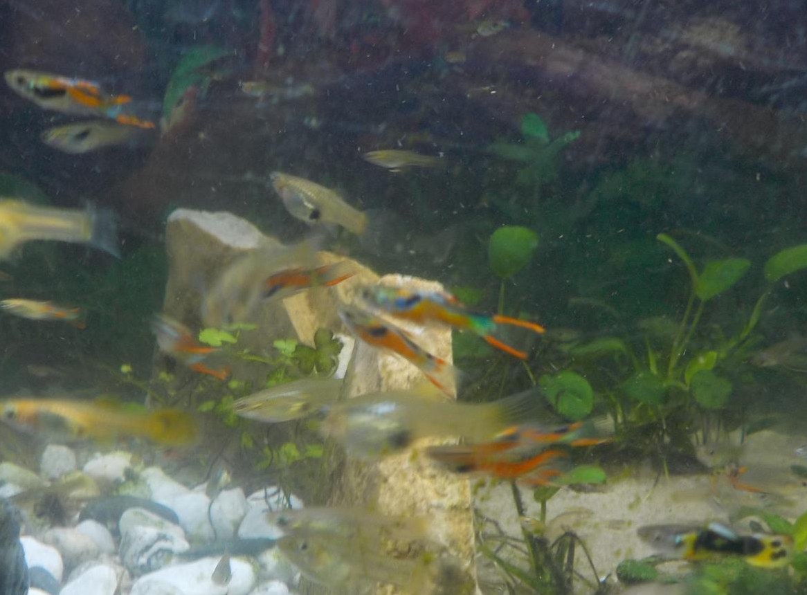 Guppys Mischlinge suchen neues Zuhause