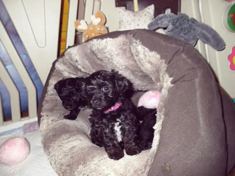 Zuckersüsse, kleine Yorkshire Terrier / Toy Pudel F1 Verpaarung mit Ahnenpass (Papiere )