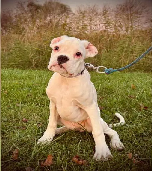 Boxer - weisse Huendin mit FCI Papieren