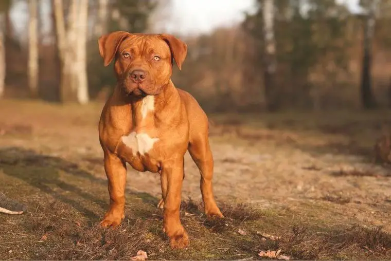 Wurfankündigung American Bully XXL, XL Welpe puppy Hulk inside