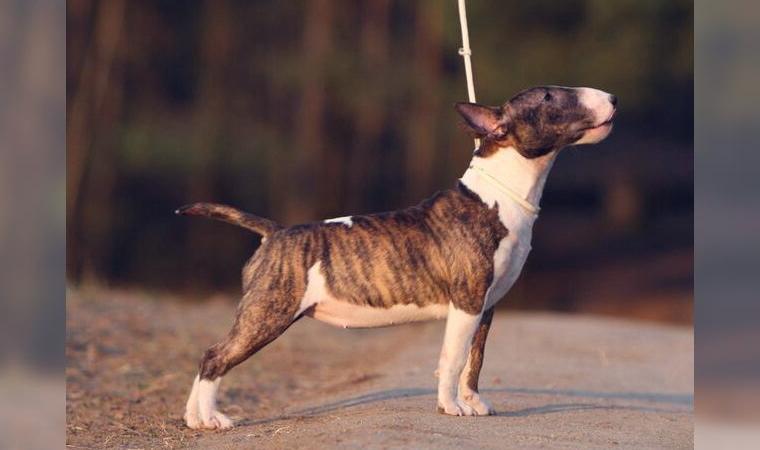 Miniature Bullterrier hündin gestrommt