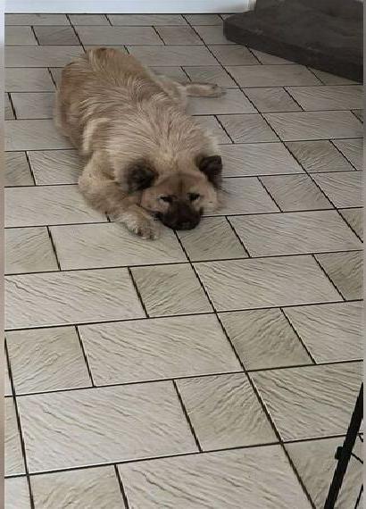 Reinrassige Eurasier, Welpen mit Papieren und DNA-Nachweis