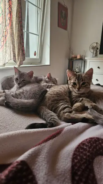 4 Bengal-Mix Kitten suchen ein liebevolles Zuhause