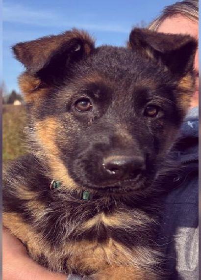 Deutscher Schäferhundwelpe sucht neuen Wirkungskreis