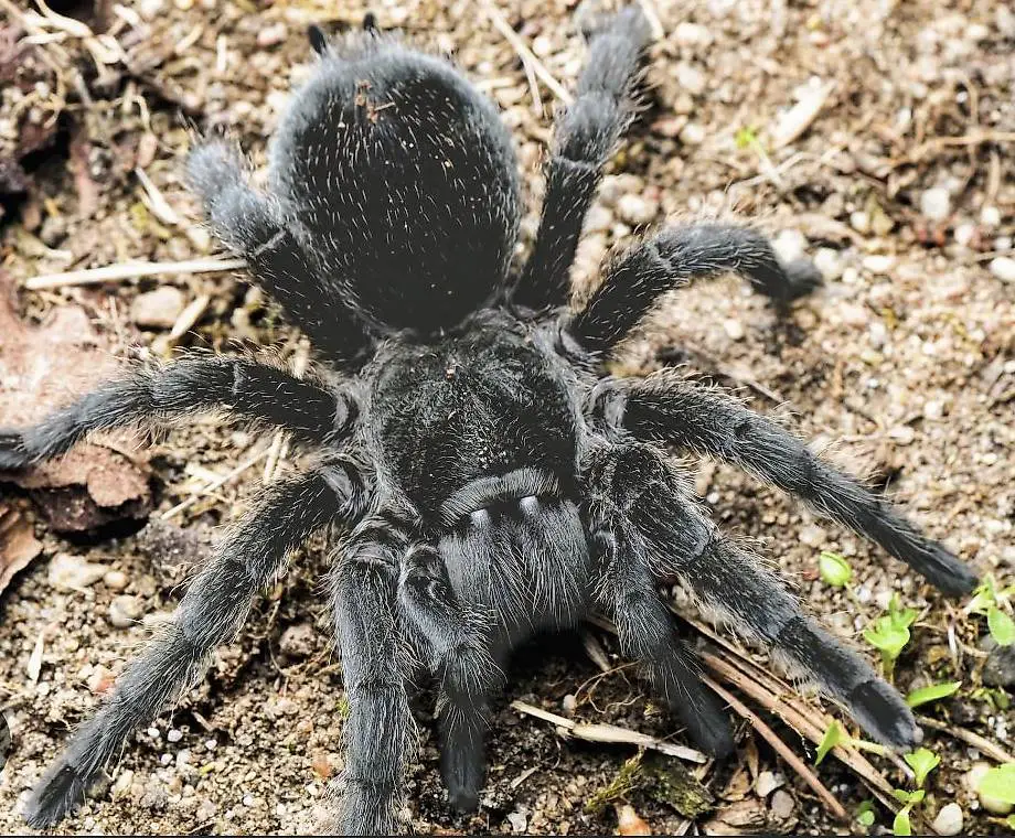 Vogelspinne Grammostola pulchra 0.1 inkl. Terrarium