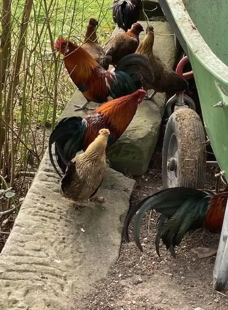 Zwerghühner vom Neuhof zu verkaufen