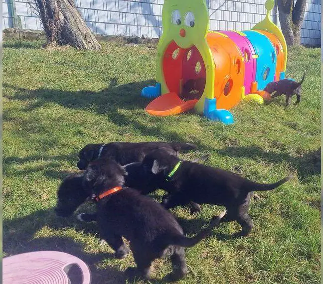 Irish wolfhound Welpen