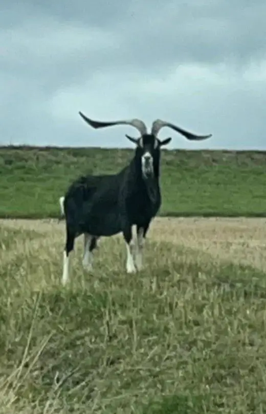 Bündner Strahlenziegen Bock, gute Abstammung