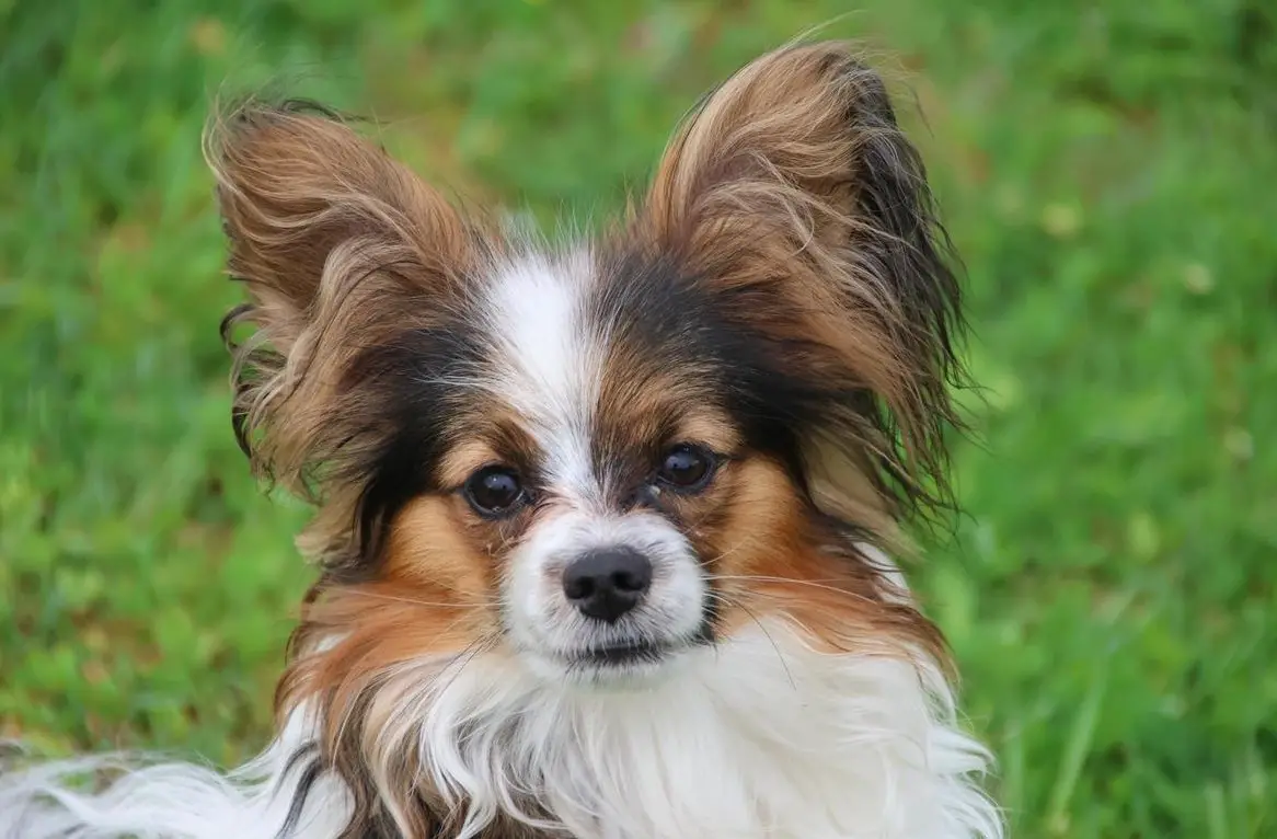 Papillon Rüde, 9 Monate sucht neue Familie