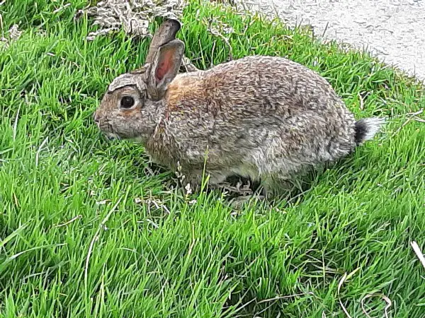 Herzige Zwerghäsli Weibchen zu verkaufen auch einzeln