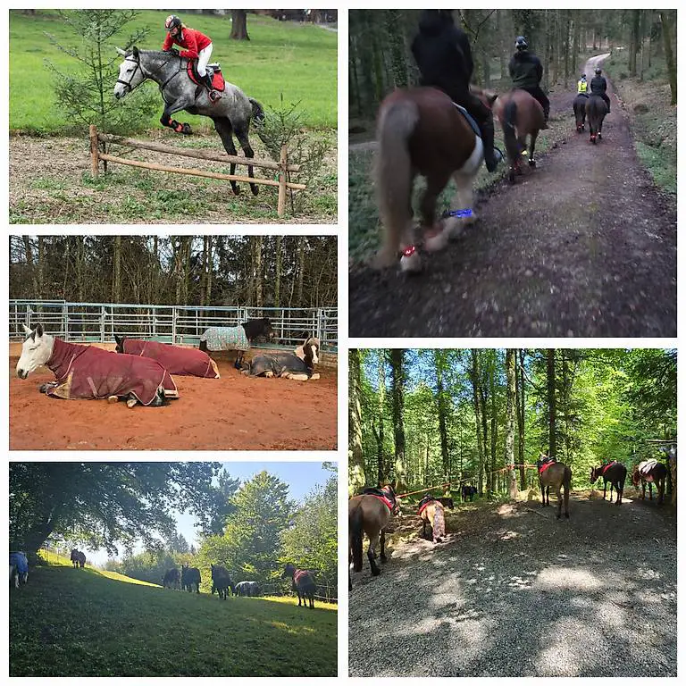 Reitbeteiligung zu vergeben