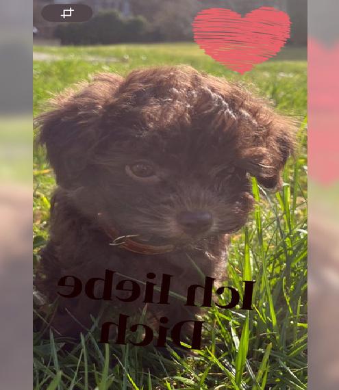 Bolonka Zwetna - traumhaft süsse Teddys aus langjähriger Vereinszucht mit Ahnentafel