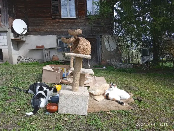 Bauernhofkatzen