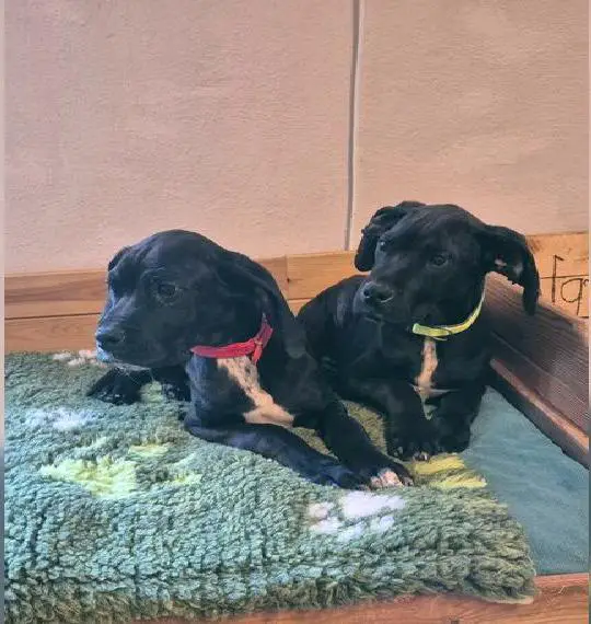 Deutsche Dogge Welpen