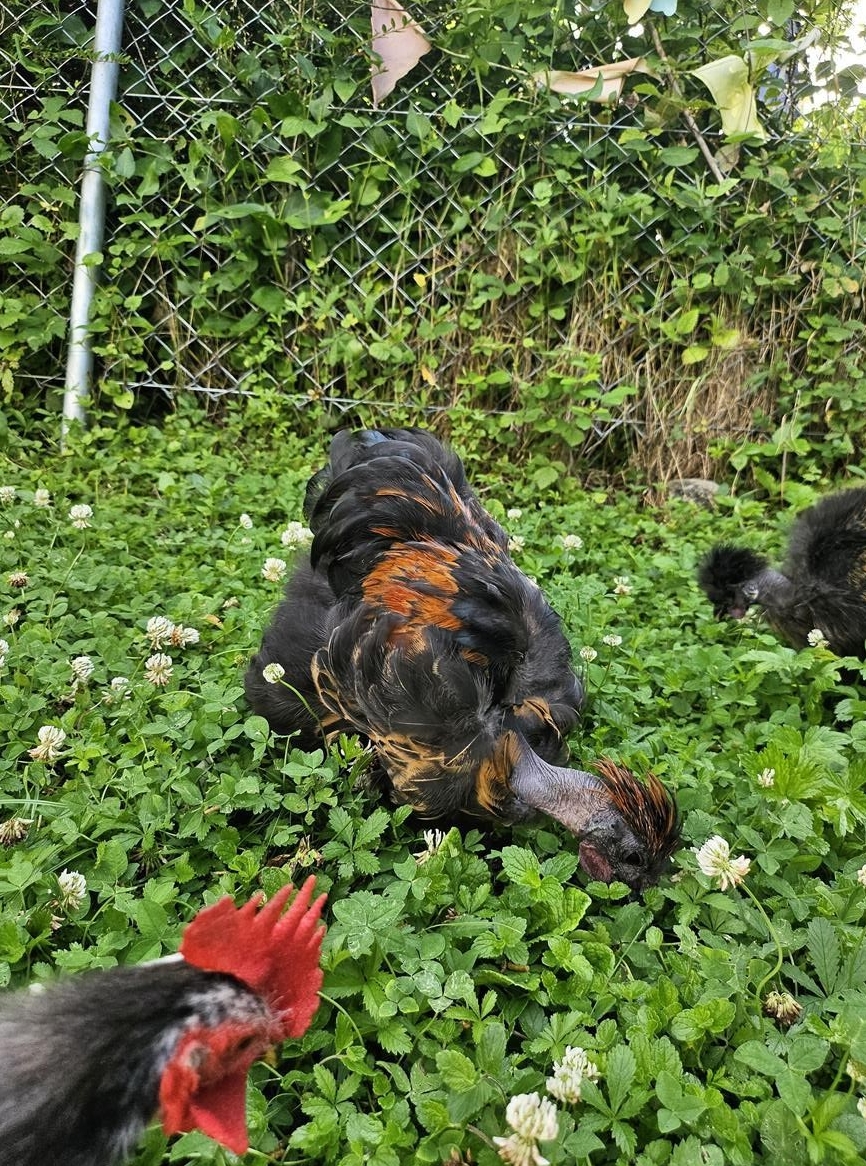 Seidenhuhn Hähne aus der US-Show Girls Linie
