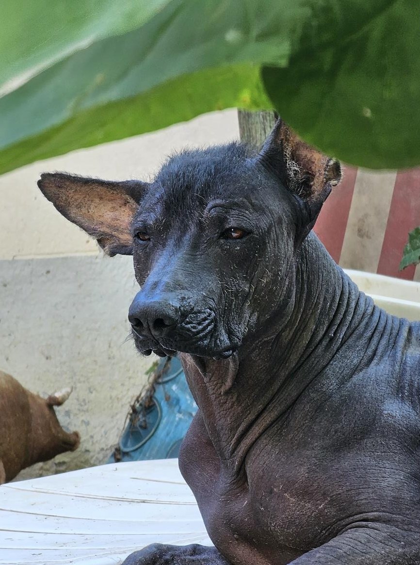 Peruanischer Nackthund Allqu - ein riesengrosser Pechvogel